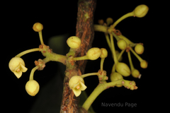 Myristica malabarica